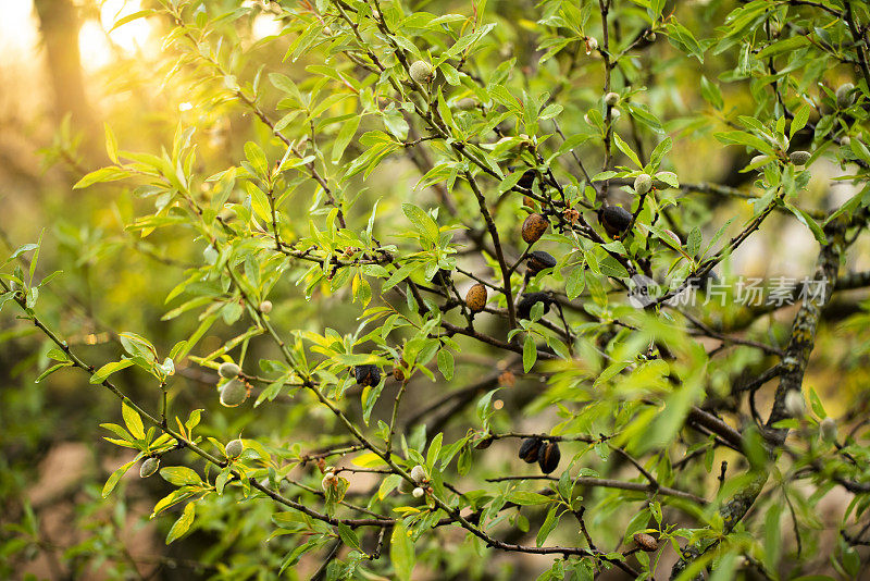 Almond trees at sunset